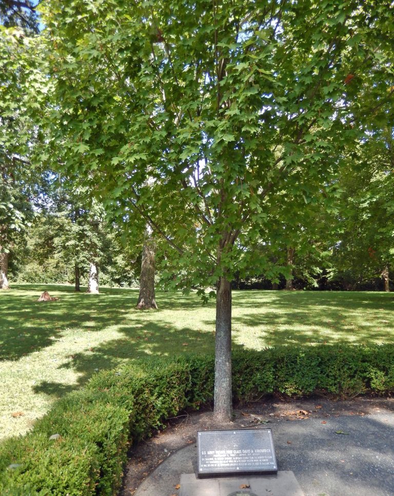 U.S. ARMY PRIVATE FIRST CLASS DAVID A. KIRKPATRICK WAR MEMORIAL TREE