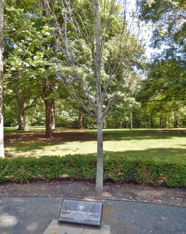 U.S. ARMY RESERVE SPECIALIST JOSHUA L. HILL WAR MEMORIAL TREE
