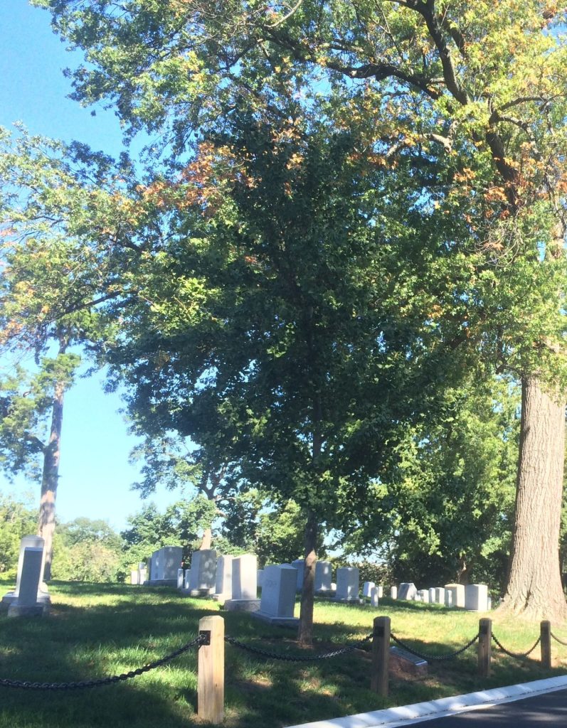 KHE SANH VETERANS WAR MEMORIAL TREE FORT MYER
