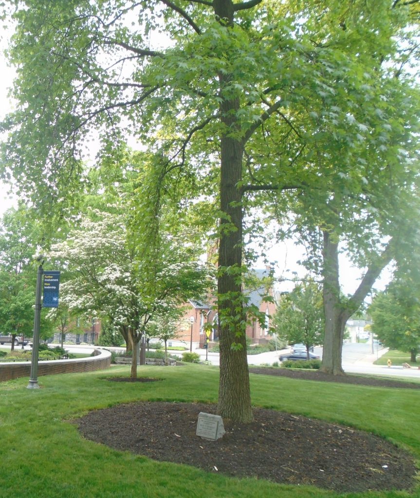 MAX F. LEHMAN WAR MEMORIAL TREE