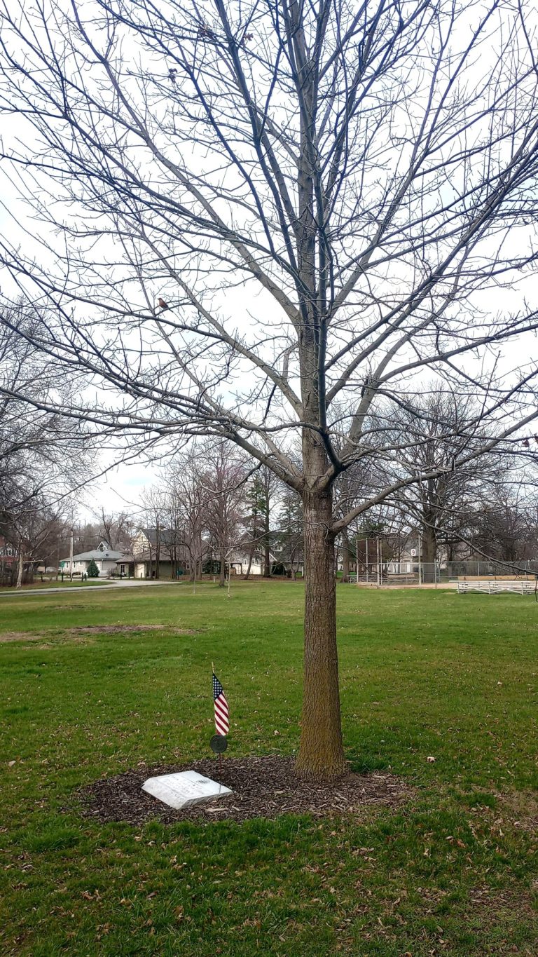 THE FREEDOM TREE KOREAN WAR VETERANS MEMORIAL