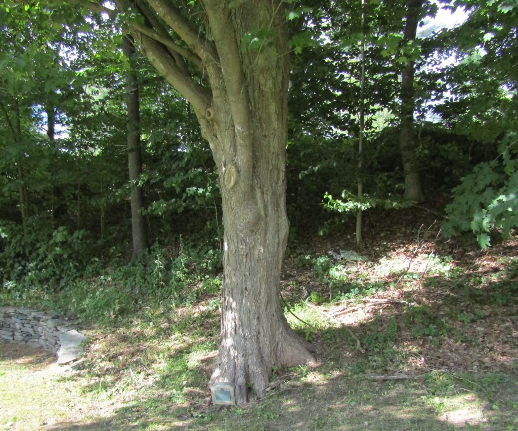 MEMORIAL TREE DEDICATED TO “OUR FATHERS”