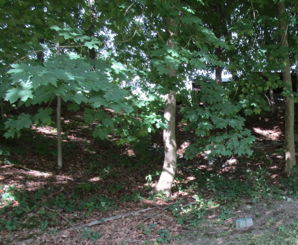 MEMORIAL TREE IN HONOR OF THE GRAND ARMY OF THE REPUBLIC