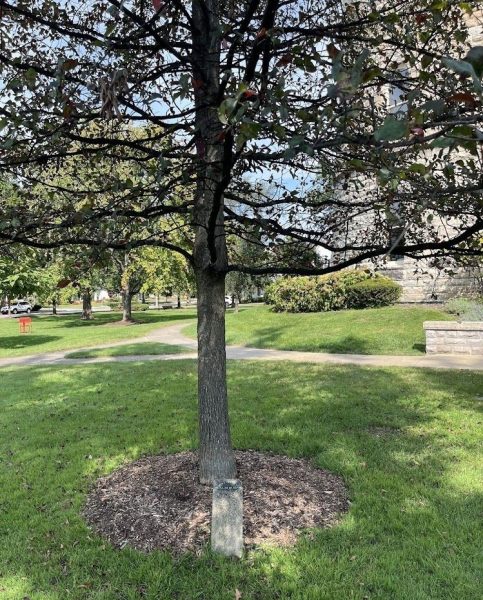 H.G. MAXTED WAR MEMORIAL TREE