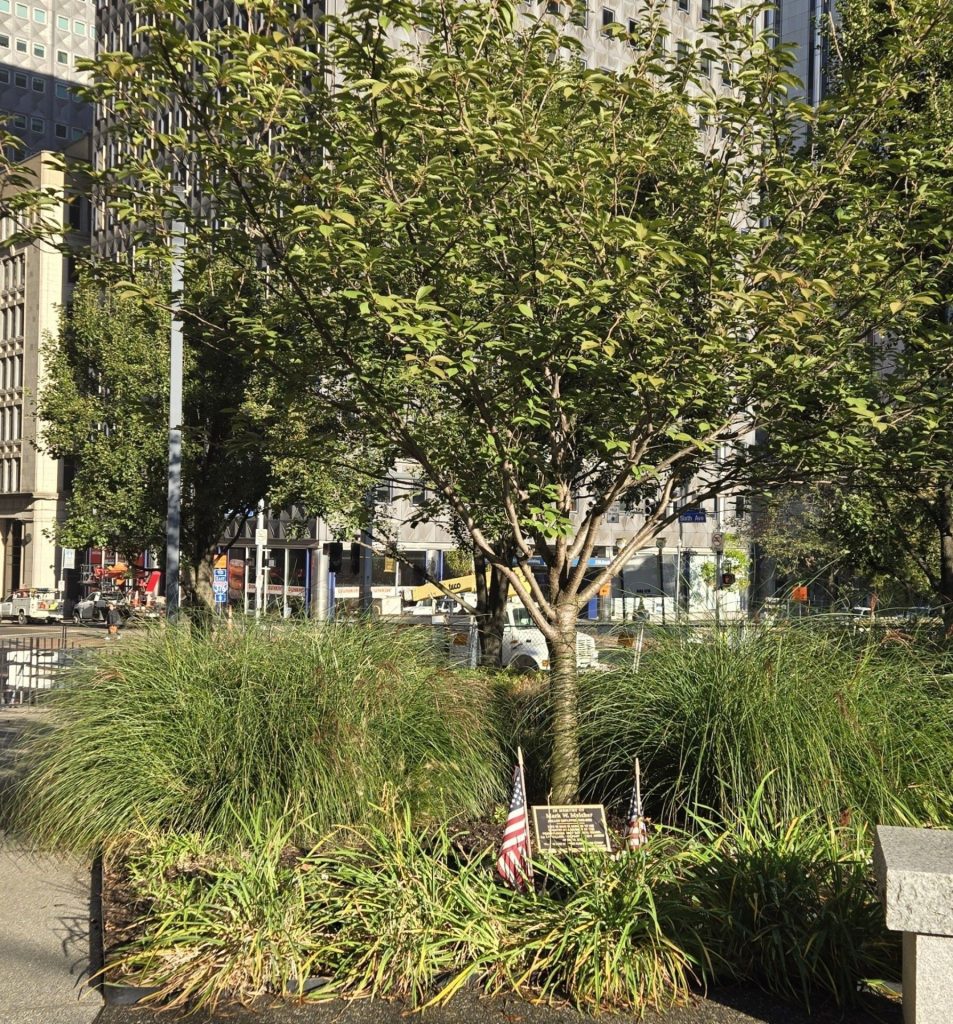 MARK W. MELCHER WAR MEMORIAL TREE