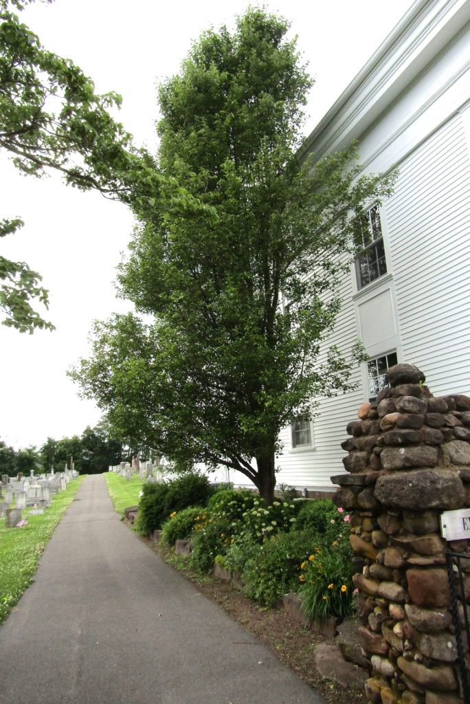 THE PATRIOTIC TREE PYRUS CALLERYANA VETERANS MEMORIAL