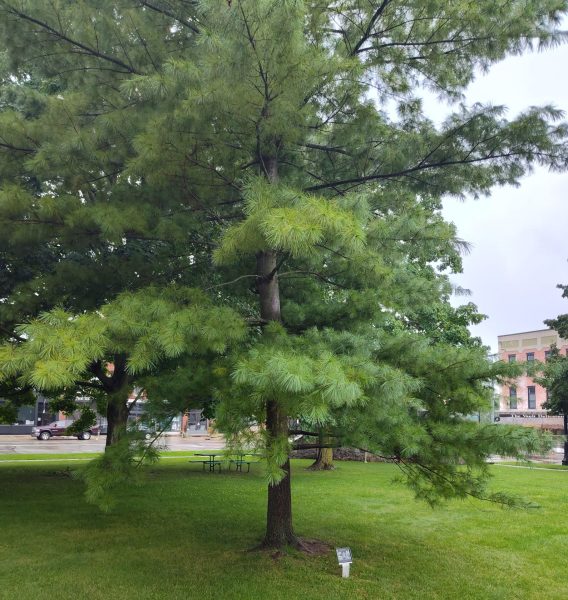 GOD BLESS AMERICA SEPTEMBER 11, 2001 MEMORIAL TREE