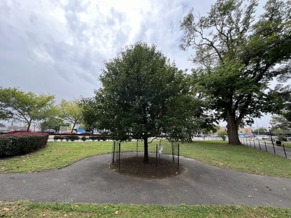THE 9/11 SURVIVOR TREE MEMORIAL
