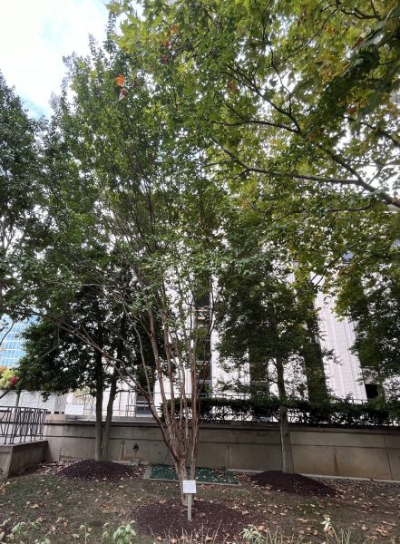 THIS TREE PLANTED IN REMEMBRANCE SEPTEMBER 11, 2001 MEMORIAL
