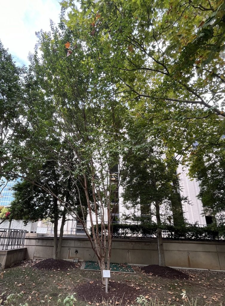 THIS TREE PLANTED IN REMEMBRANCE SEPTEMBER 11, 2001 MEMORIAL