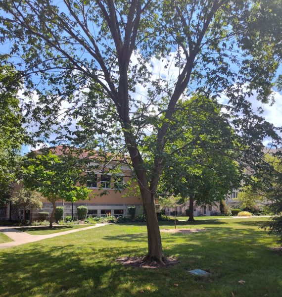 GEORGE WASHINGTON ELM TREE MEMORIAL GREENVILLE
