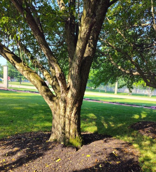 BUFFALO SOLDIERS MEMORIAL TREE