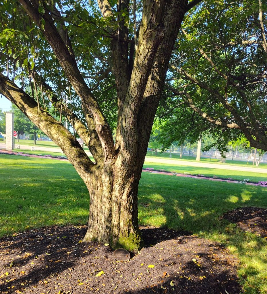 BUFFALO SOLDIERS MEMORIAL TREE