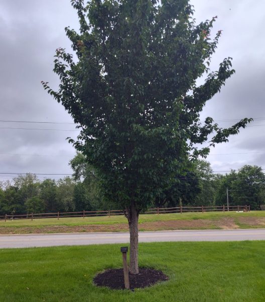 IN HONOR OF THE TUSKEGEE AIRMEN MEMORIAL TREE