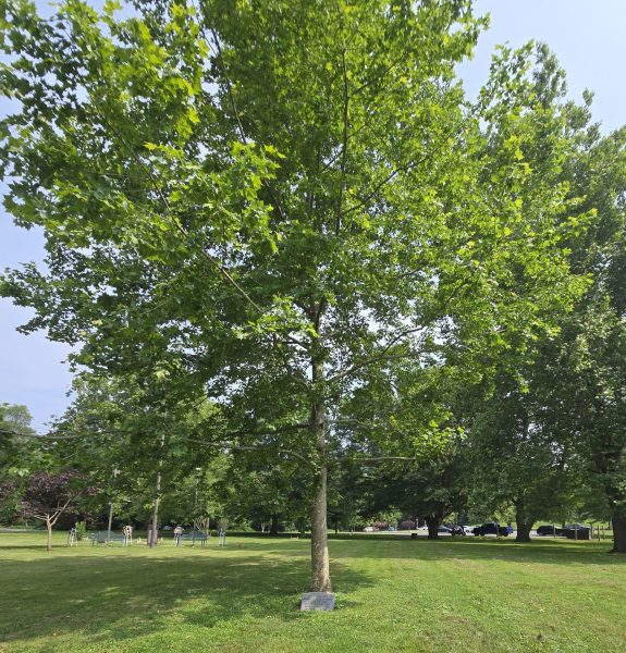 RADFORD HIGH SCHOOL MILITARY SERVICE MEMORIAL TREE