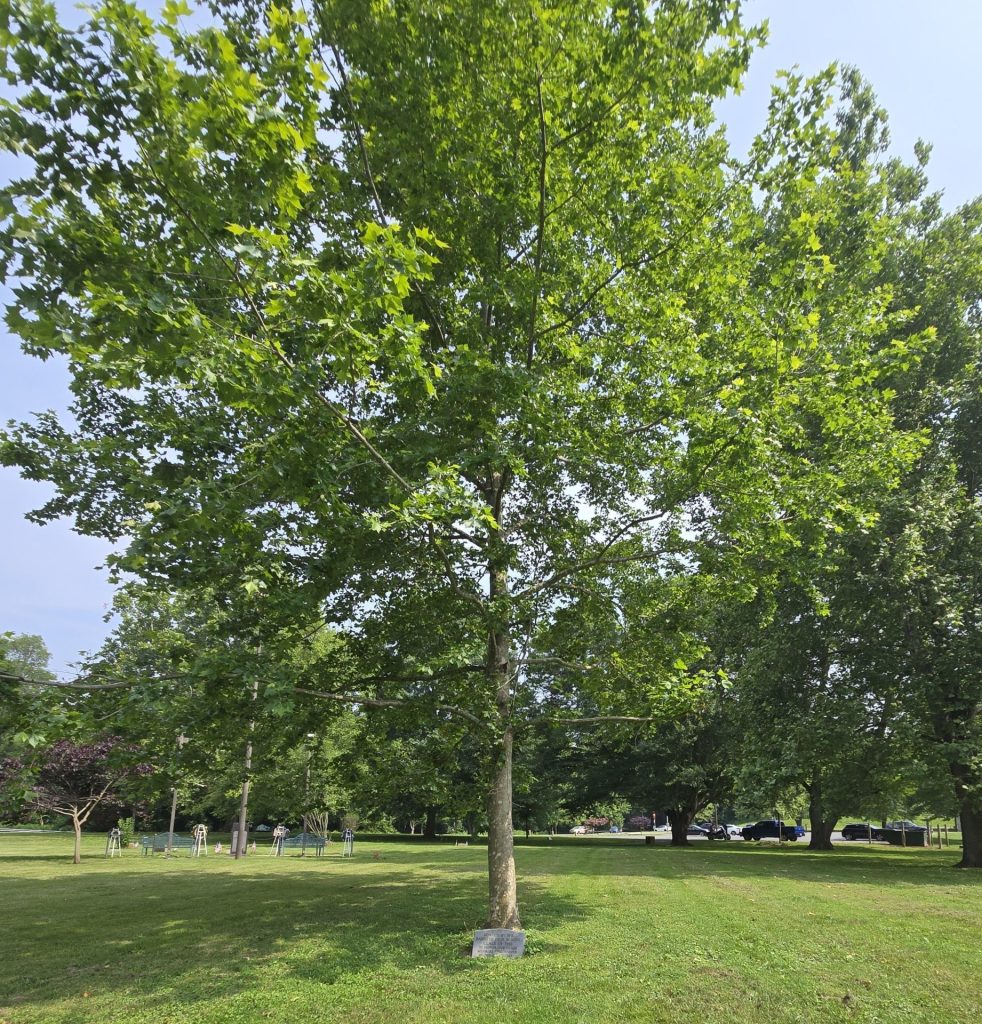RADFORD HIGH SCHOOL MILITARY SERVICE MEMORIAL TREE