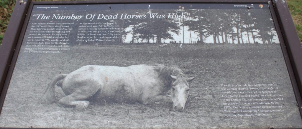 “THE NUMBER OF DEAD HORSES WAS HIGH” WAR MEMORIAL PANEL