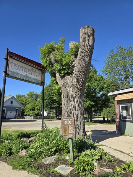 CIVIL WAR MUSTE TREE MEMORIAL