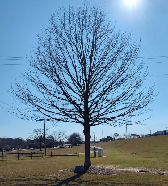 THE PIKE COUNTY TREASURER FOREST ASSOCIATION VETERANS MEMORIAL TREE