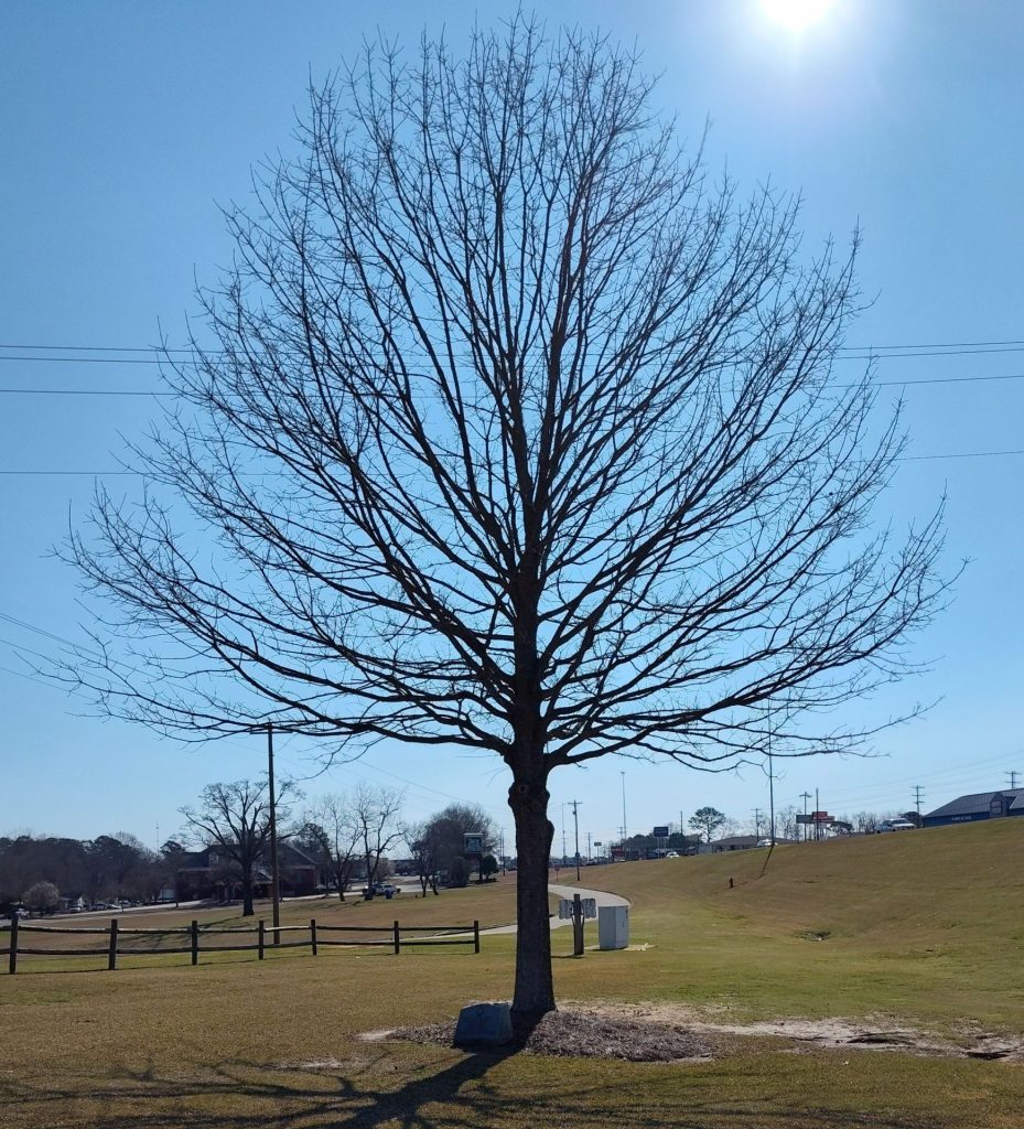 THE PIKE COUNTY TREASURER FOREST ASSOCIATION VETERANS MEMORIAL TREE