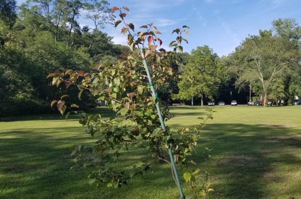 THE SURVIVOR TREE MEMORIAL