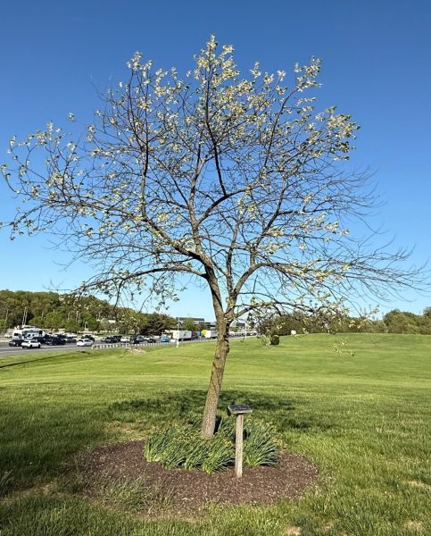 “THE DELAWARE FEDERATION OF GARDEN CLUBS” VETERANS MEMORIAL TREE