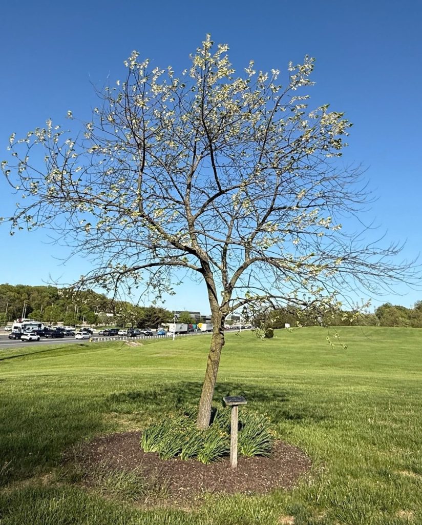 “THE DELAWARE FEDERATION OF GARDEN CLUBS” VETERANS MEMORIAL TREE