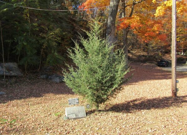 PVT. WILLIAM M. DURR WAR MEMORIAL TREE