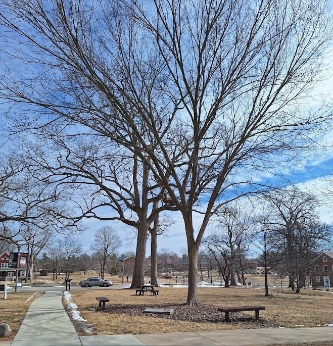 THE RECRUITING ELM MEMORIAL