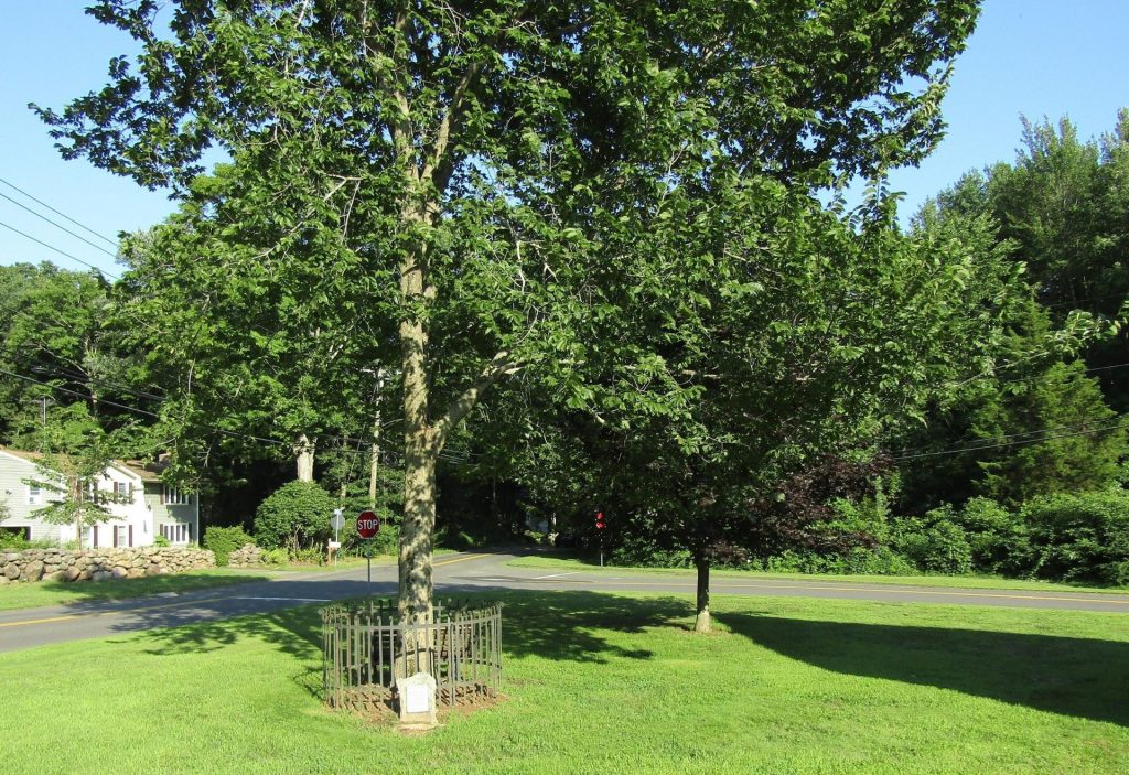 LIBERTY TREE MEMORIAL CLINTON