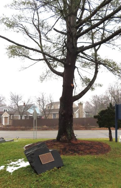 V.F.W. POST 2906 WAR MEMORIAL TREE