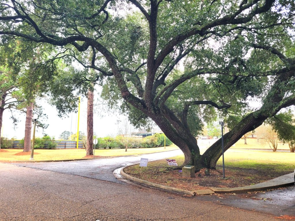 THE FREEDOM TREE POW/MIA’S WAR MEMORIAL
