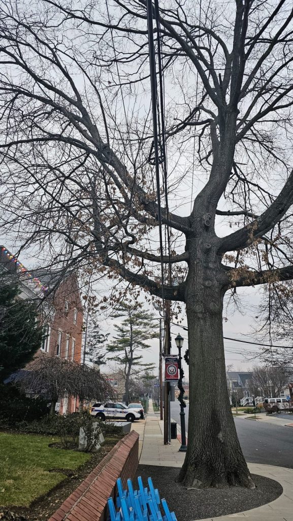 VIETNAM WAR VETERANS MEMORIAL TREE