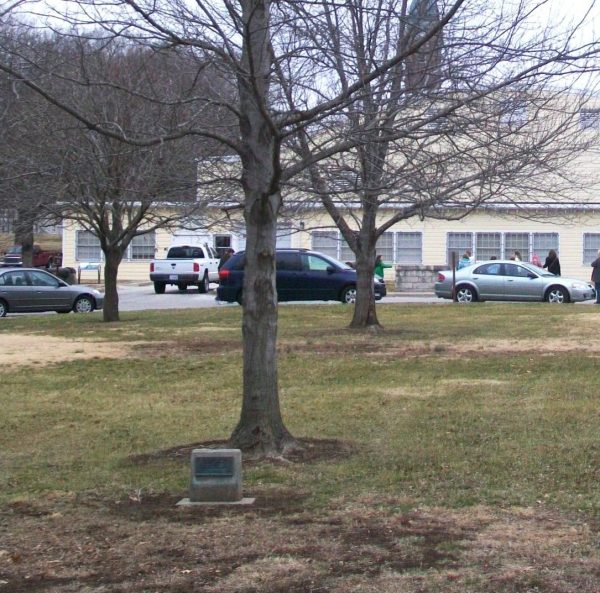 D-DAY COMMEMORATE TREE WAR MEMORIAL