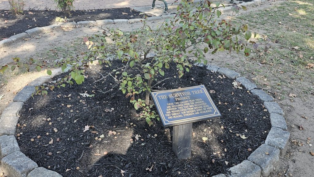 EAST ROCKAWAY SEPTEMBER 11, 2001 MEMORIAL SURVIVOR TREE