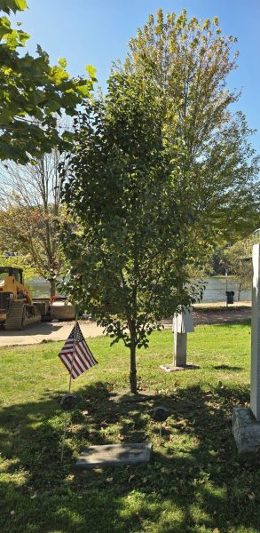 EISENHOWER GREEN ASH TREE WORLD WAR II MEMORIAL