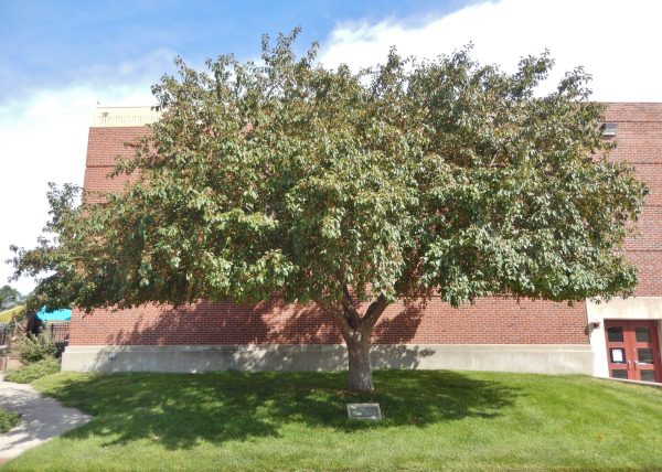 IN MEMORY OF OUR FATHERS WAR MEMORIAL TREE