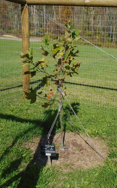 SUSQUEHANNA COUNTY LIBERTY TREE MEMORIAL