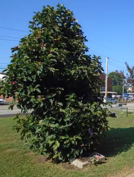 ROBERT L. RINGLER WAR MEMORIAL TREE