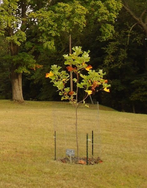 LUZERNE COUNTY LIBERTY TREE REVOLUTIONRY WAR MEMORIAL