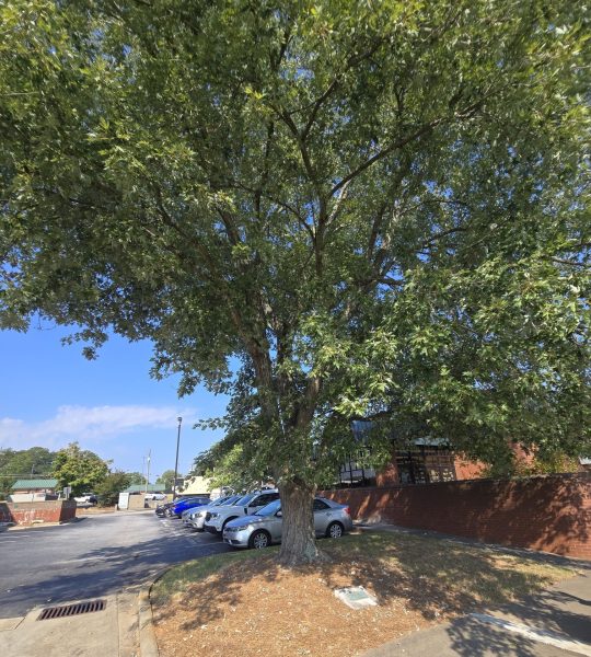 THE FREEDOM TREE CAPT. EDWIN GOODRICH, JR.WAR MEMORIAL
