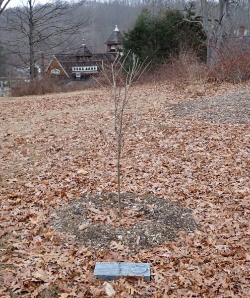LIBERTY TREE CAPTAIN NATHAN HALE MEMORIAL