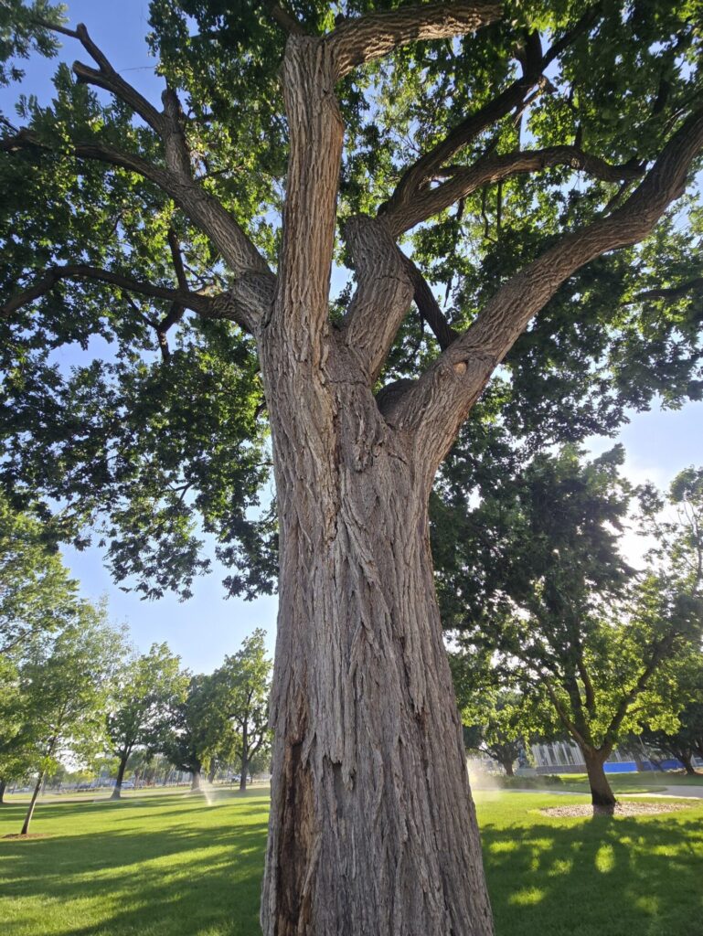 THE FREEDOM TREE ALL WHO SERVED IN SOUTHEAST ASIA WAR MEMORIAL