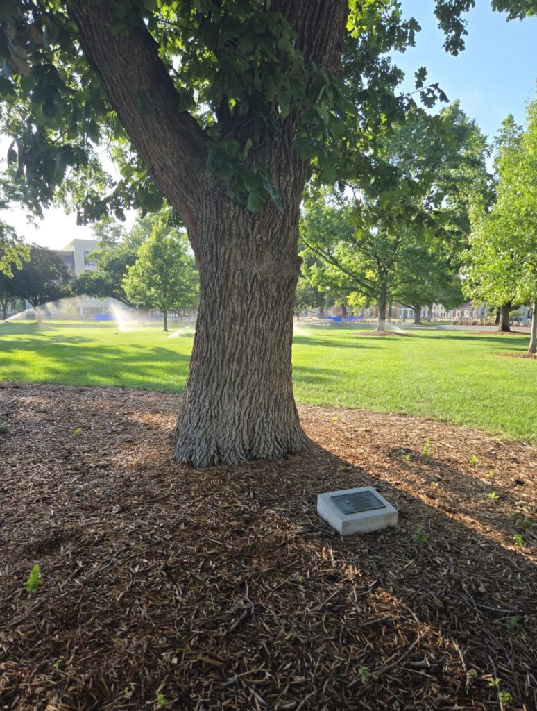 THE FREEDOM TREE MAJ BURCE JOHNSON WAR MEMORIAL