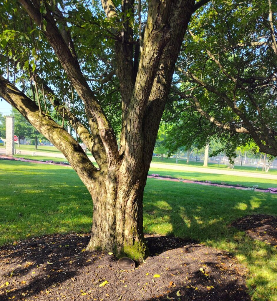 TROY BUFFALO SOLDIERS MEMORIAL TREE
