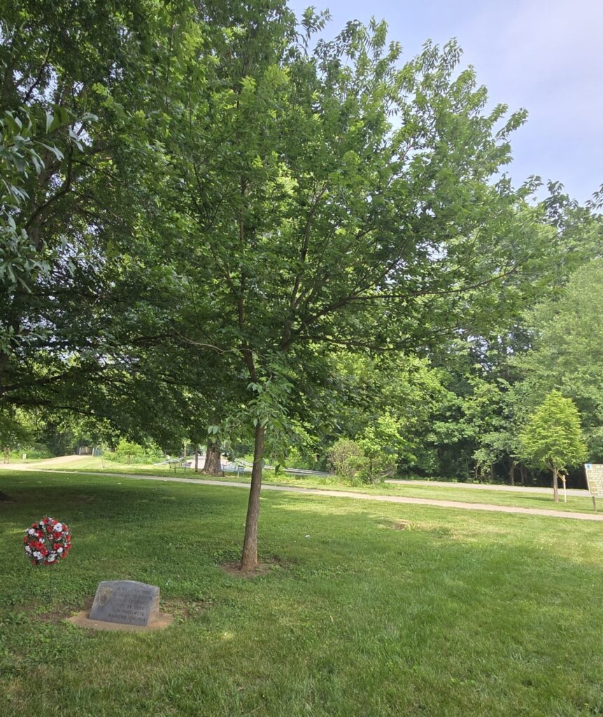 GREEN ASH TREE TO HONOR WW II VETERANS MEMORIAL