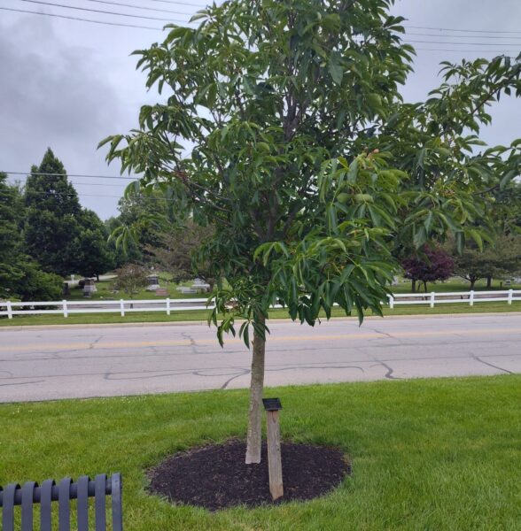 VFW POST 4874 OPERATION SILENT WITNESS WAR MEMORIAL TREE