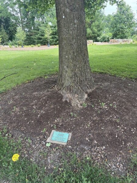 JOHN F. SCULL JR. WAR MEMORIAL TREE