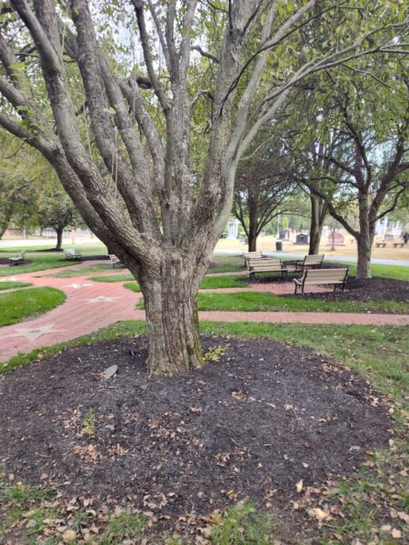 EVELYN AND SAM SCOTT ALL VETERANS MEMORIAL TREE