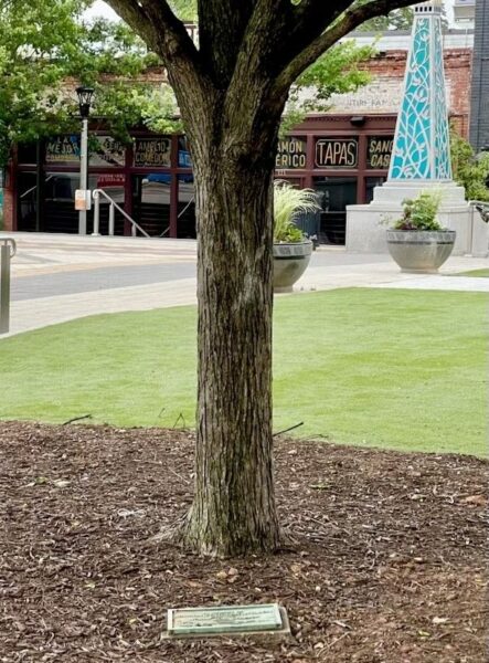 MARION FOOTMAN WILSON WAR MEMORIAL TREE